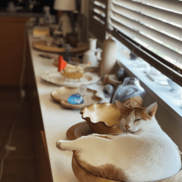 石田ゆり子 木のボウルに入った猫を眺めてまったりタイム