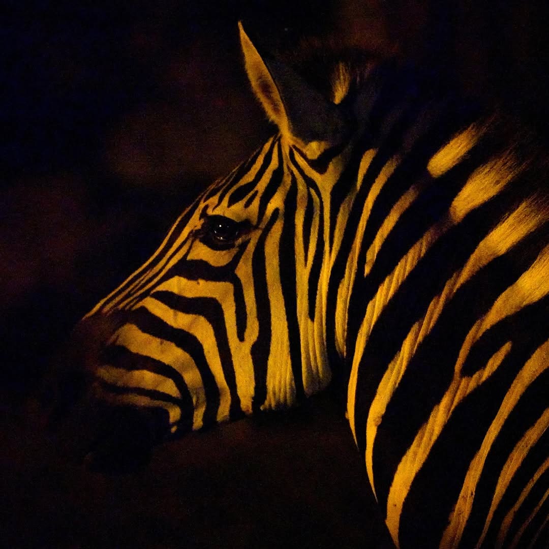 「なんて神秘的」富士サファリパーク、暗闇に浮かぶシマウマの美しすぎる姿を公開