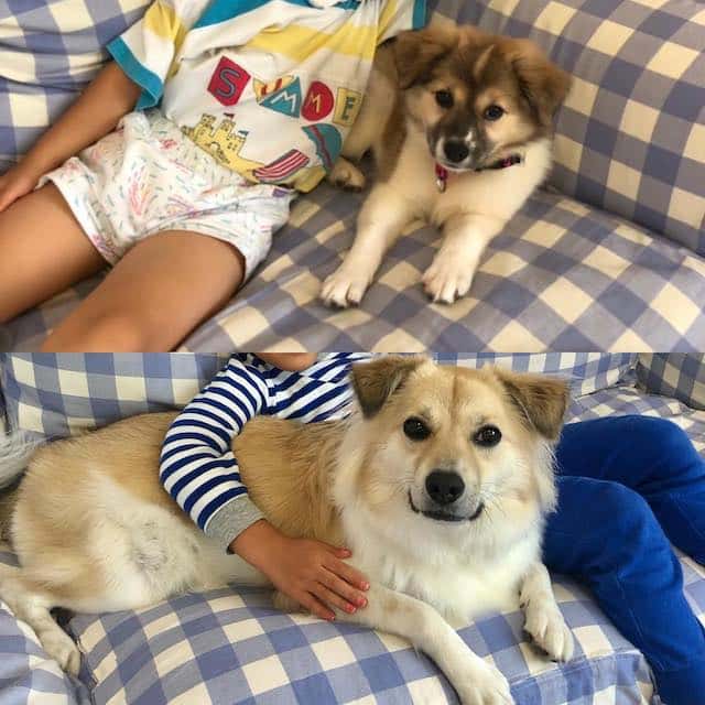 pecoが愛息子と愛犬の1年間の成長に感動😭
