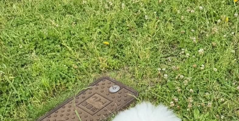 「びっくりするくらい幸せなんかな」阿部詩、愛犬の幸せ溢れる笑顔ショットにファンもほっこり！
