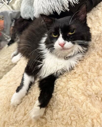 「何か企んでる」中川翔子の愛猫が可愛すぎると話題に