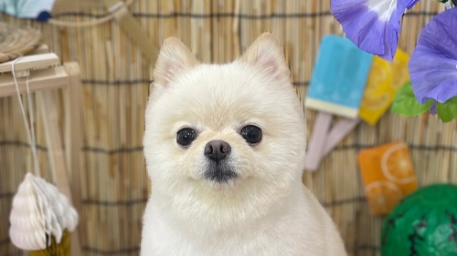 「小顔がたまらん！」やしろ優、愛犬“こはなちゃん”の誕生日＆夏仕様ショットが話題に！