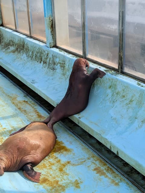「あまりにも可愛すぎます！」〇〇の上に乗るセイウチの姿をおたる水族館が公開