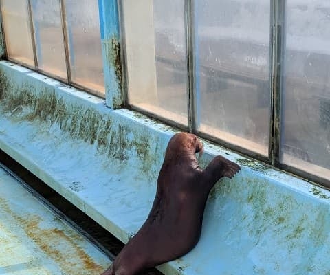 「あまりにも可愛すぎます！」〇〇の上に乗るセイウチの姿をおたる水族館が公開