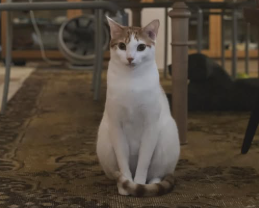 石田ゆり子、愛猫“こっちっち”の几帳面すぎる一面にほっこり「宝物の並べ方にこだわりが！」