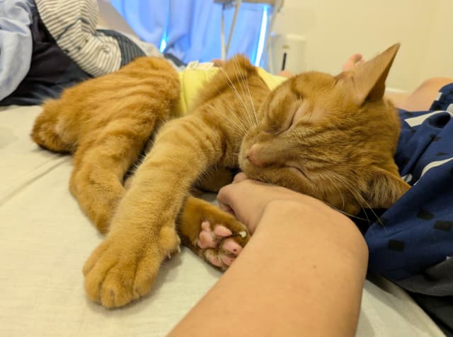 「退院してから、今まで以上に甘えん坊になった気がする」松丸亮吾が愛猫の様子をシェア