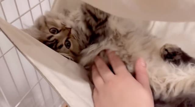 東雲うみが愛猫ゴロウにデレデレ「もう脳みそ溶ける」