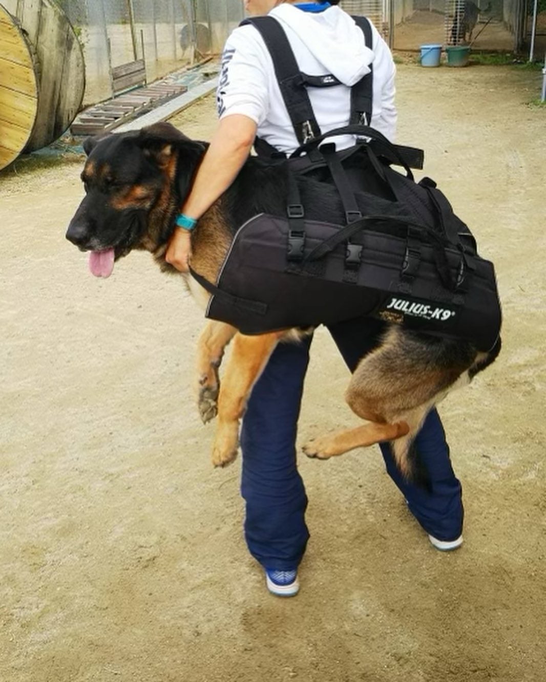 工藤静香がコンサートの売り上げを寄付！災害救助犬チームを支援し話題に