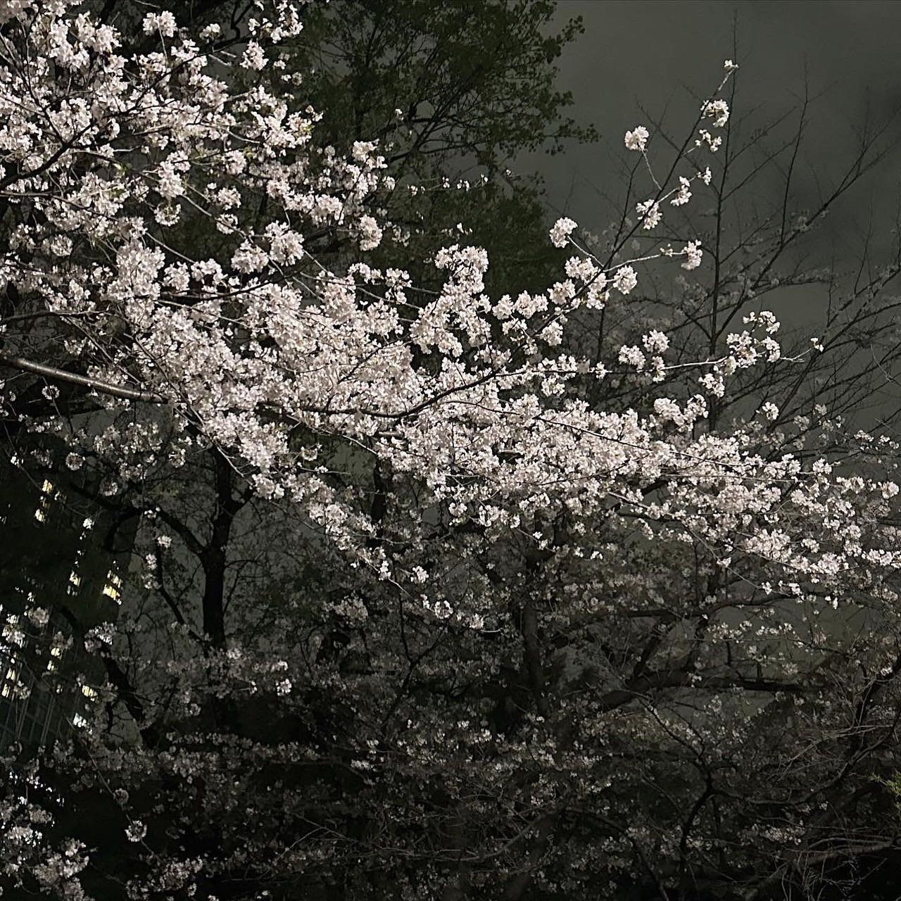 糸井嘉男 🌸夜桜ショットを公開！ #球春到来 プロ野球開幕を祝福
