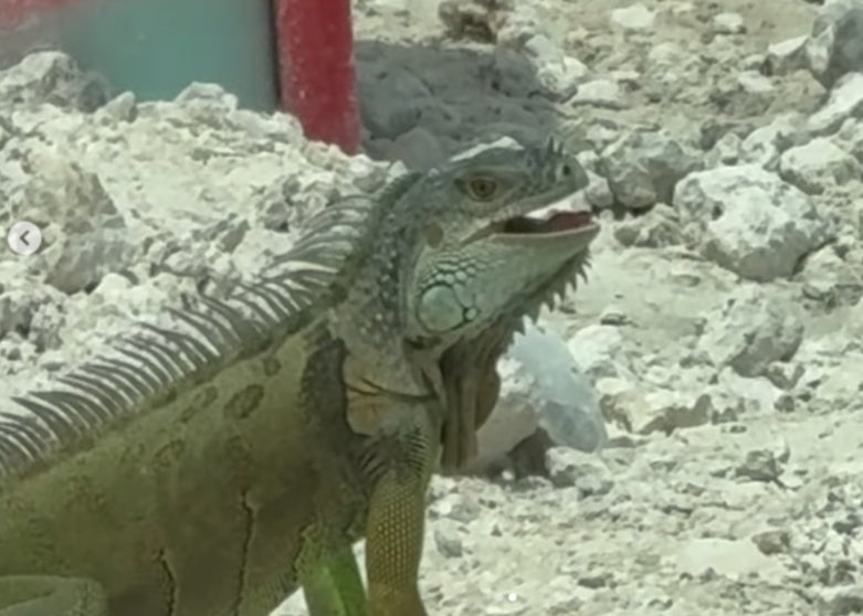 ベッカムが工事中の新スタジアムに訪れた珍客を紹介！ファン爆笑で「なにこの物体？！」