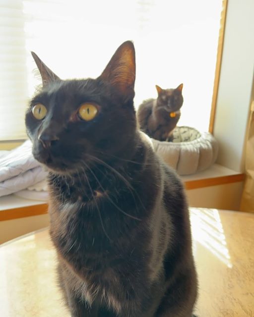 ミキ亜生、もうすぐ10歳三木助六と銀次郎、家族の時間を見守る存在