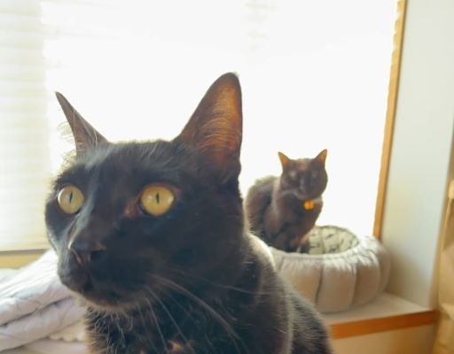 ミキ亜生、もうすぐ10歳三木助六と銀次郎、家族の時間を見守る存在