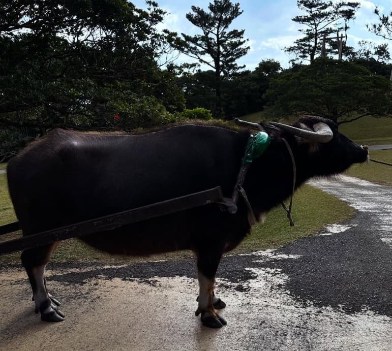 「流石です！」今年の干支はまさかの… 有吉弘行のユニーク発想に爆笑と驚きの声