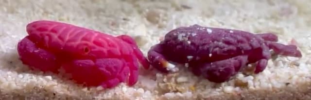 すさみ町の水族館で“可愛すぎる脱皮”　カニの鮮やかな姿に注目