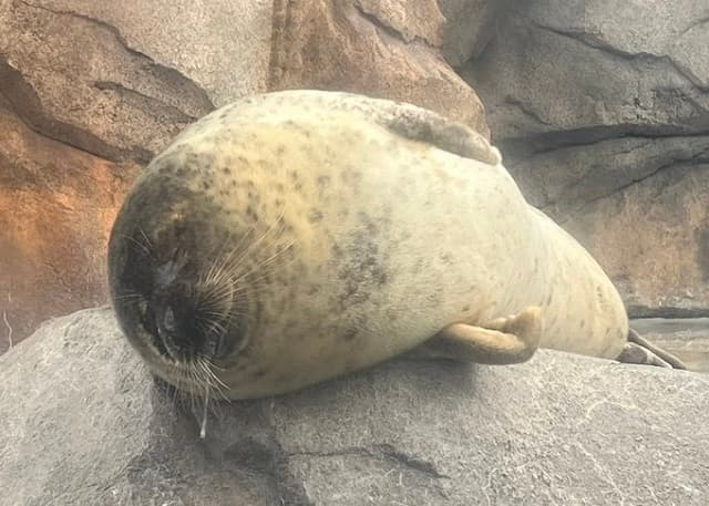 3月22日は国際アザラシの日！仙台うみの杜水族館がゴマフアザラシ