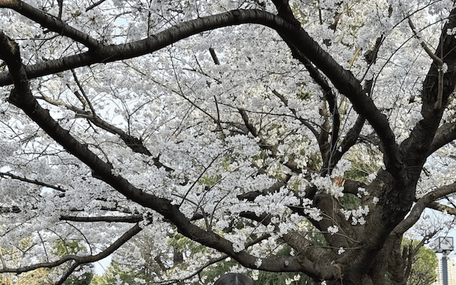 「花よりりのまる」CANDY TUNE・福山梨乃のデニムジャケット姿が可愛すぎると話題に！