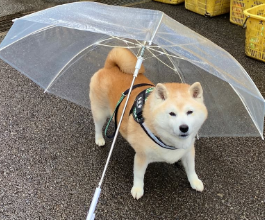 【癒しの社会派ワンコ】柴犬・岳（ガク）が“資源回収をお手伝い”！雨の朝ん歩前の頑張りに「ご苦労さま！」の声！