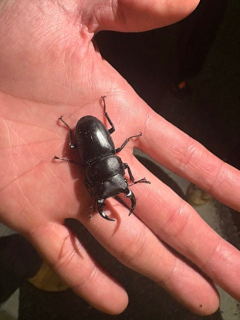 「そう言うことです」バッテリィズ・エースが