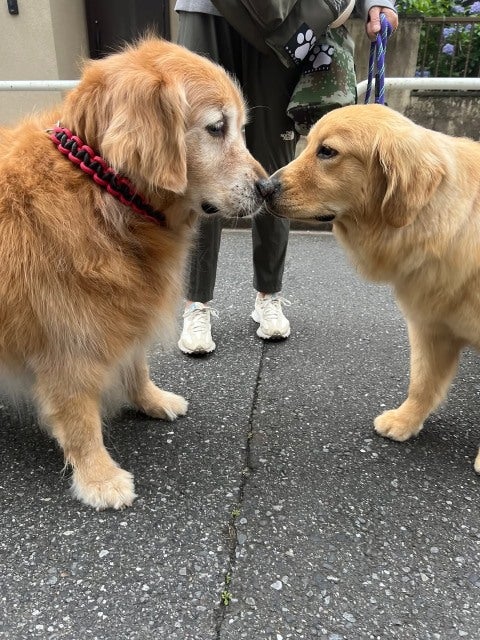 高橋ひとみ、癒やしの再会。ゴールデンレトリバー同士の鼻キスに心がほぐれる