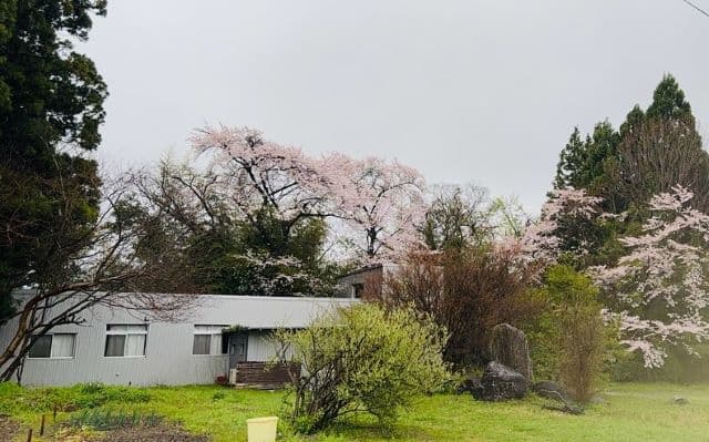 「 #帰りたいけど」尾木直樹、”尾木ママふるさと館”で雨にけぶるさくらの写真を公開！