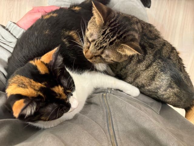 「急に膝の上が激混み」Snow Man・佐久間大介が愛猫の最新ショットを公開