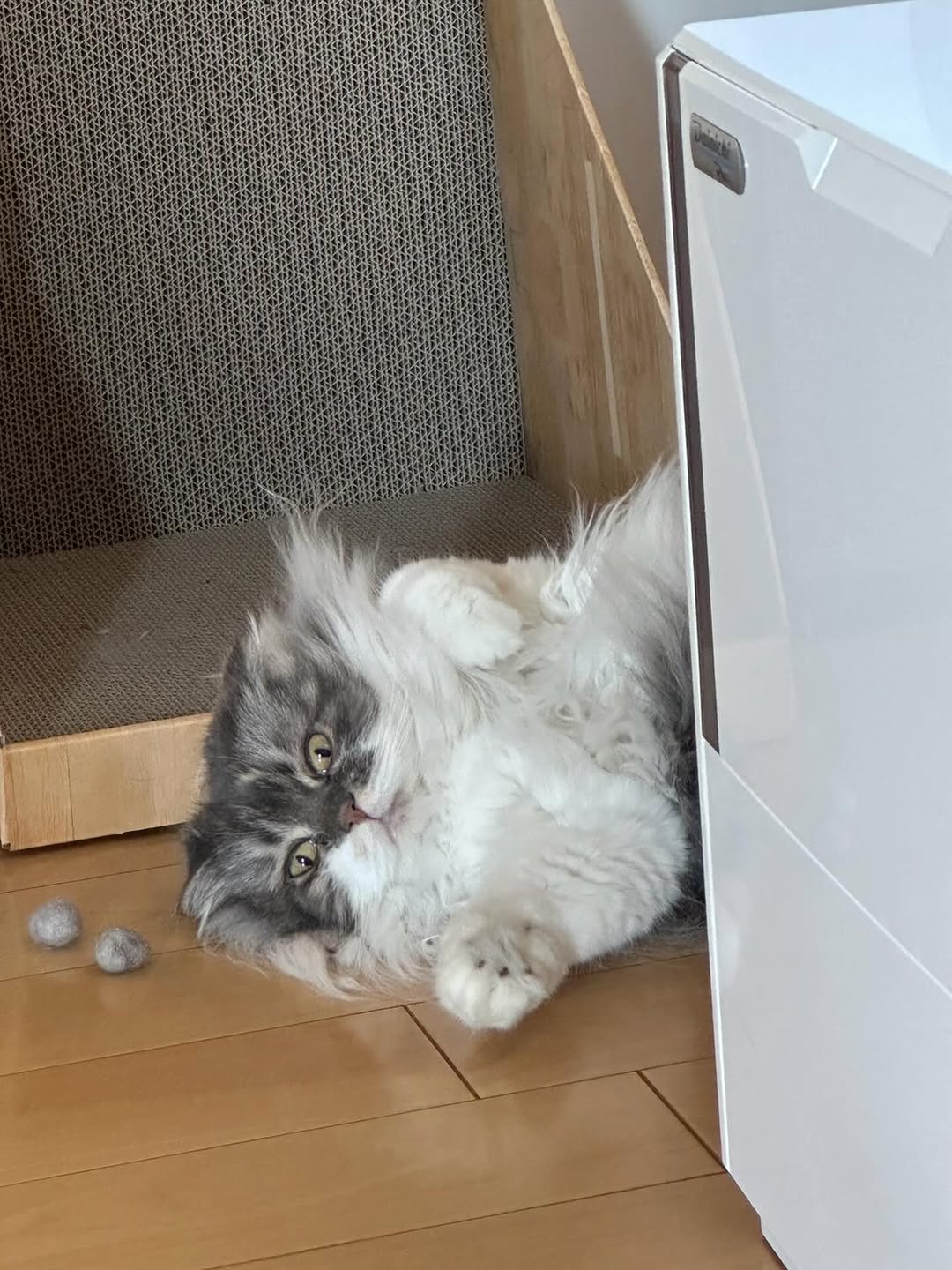 中川剛の愛猫、冷蔵庫の後ろからひょっこり登場！「可愛すぎる」と話題に