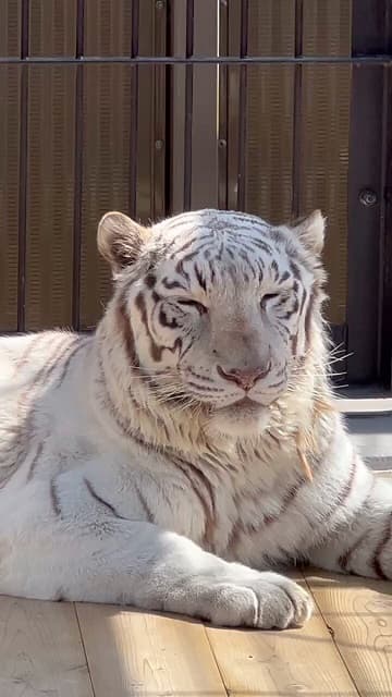 「気持ち良さそう」東武動物公園がホワイトタイガーの”うとうと”姿を公開