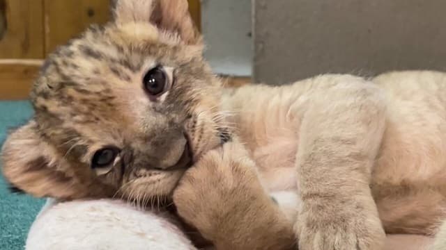 「なんてあざと可愛いんだ！！」ライオンの赤ちゃんの毛づくろい&カミカミ動画に反響