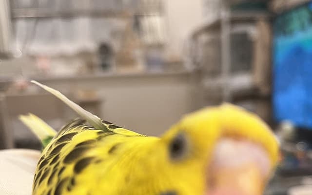 「バナナみたいな女の子の里親になりました」空野青空が可愛いインコを公開！