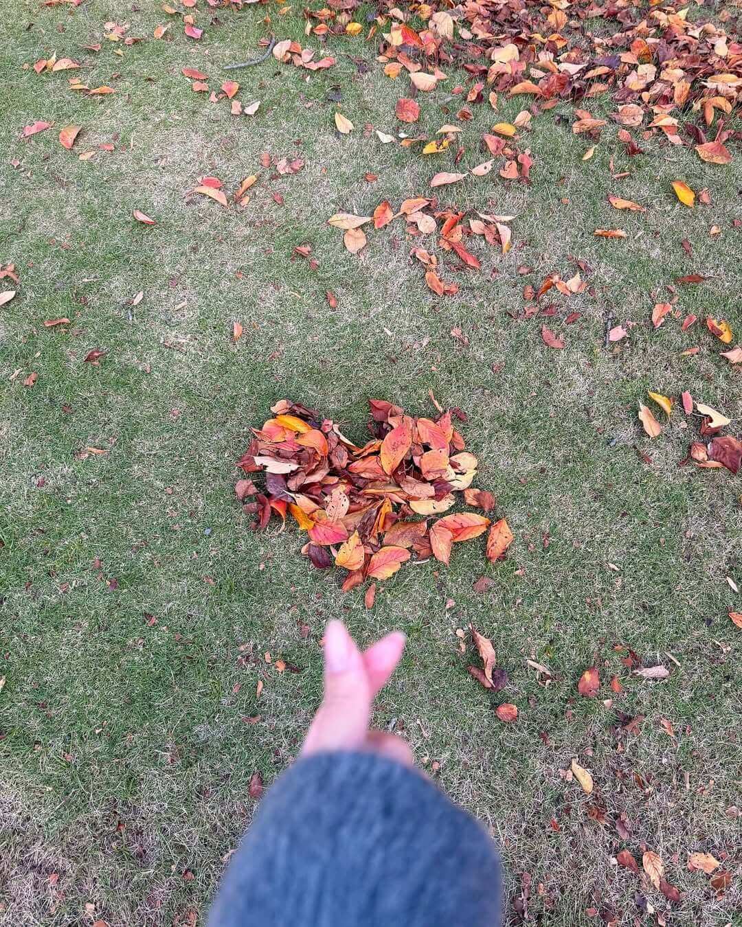 「自分で作ったかのように撮らせて頂きました笑」本田真凜が今の時期しか見れない綺麗な〇〇を偽装？？