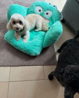 小川菜摘の最新投稿が話題に 愛犬が夫・浜田雅功そっくりなキャラクターを取り合い？