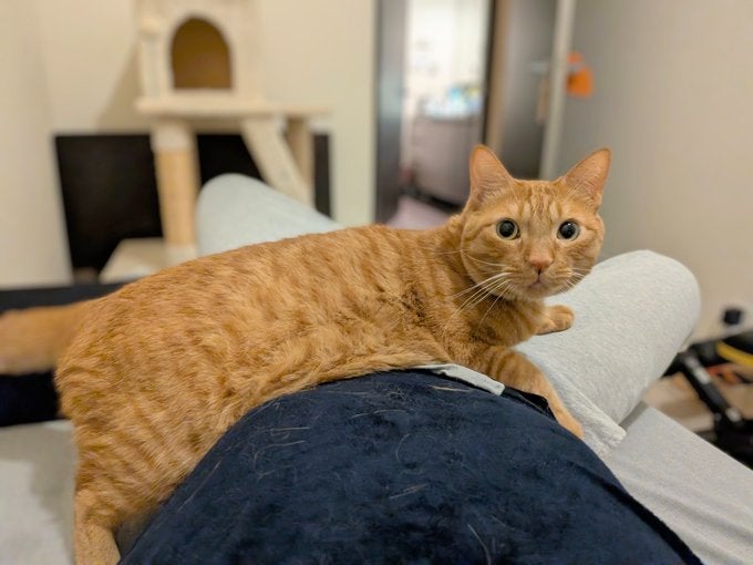 松丸亮吾、猫とのほっこりエピソードを公開「腹巻きみたいに密着されてた」