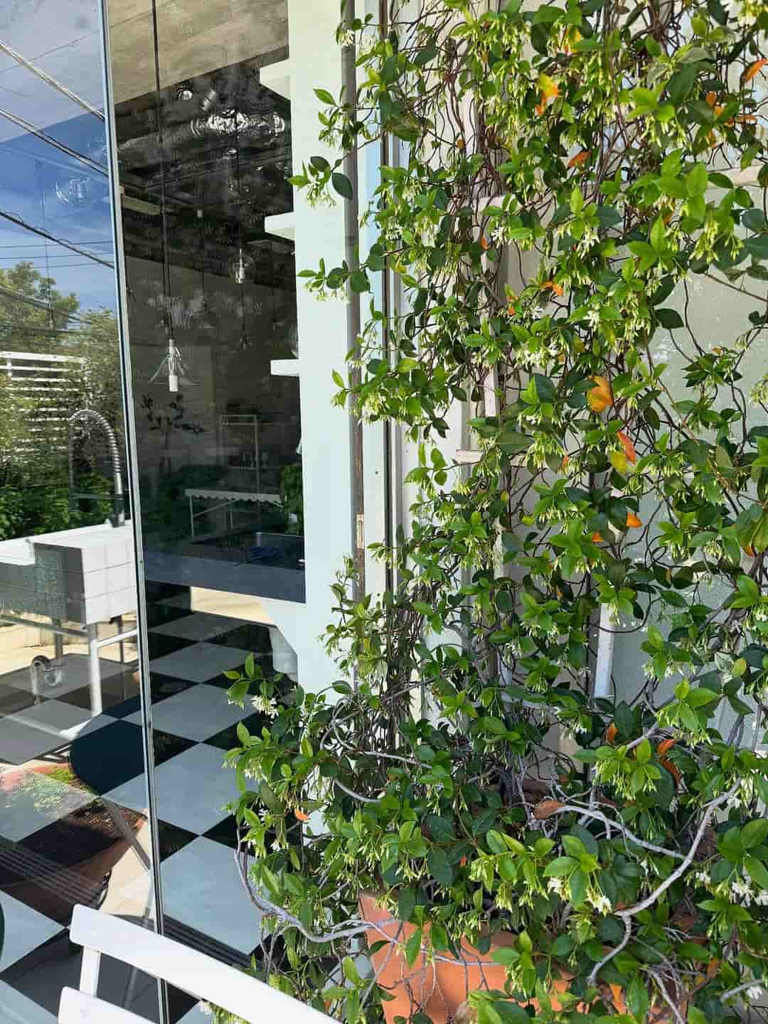 栗原はるみ、自宅の庭を公開　ジャスミンの蕾の成長に「素敵」と癒される声続々