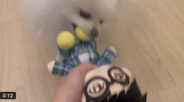 オーイシマサヨシが愛犬に噛まれる！？「ぬいが気に入ったみたいです」