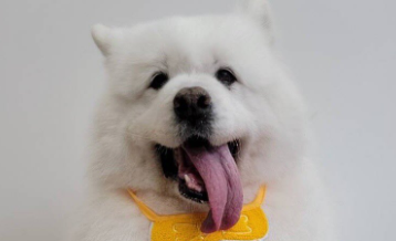 つるの剛士、愛犬アグネーサンの12歳誕生日を祝福「癒しと笑顔と最幸のモフを」