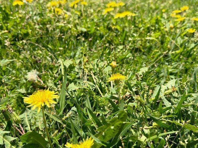 小島よしお、黒姫山古墳近くでランニング。たんぽぽ咲く春景色とともに400m6本