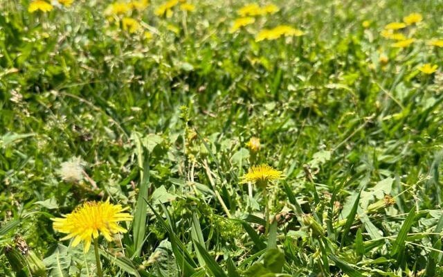 小島よしお、黒姫山古墳近くでランニング。たんぽぽ咲く春景色とともに400m6本