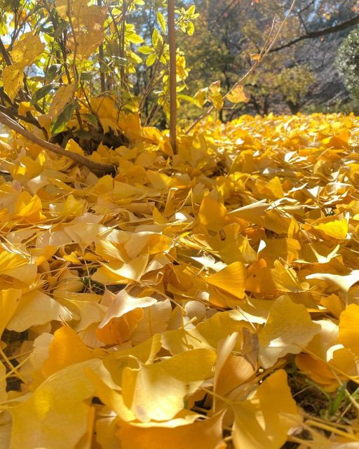 「また格闘が始まる」美人気象予報士・寺川奈津美、色づくイチョウの写真アップも週末からの寒さに要警戒⁉