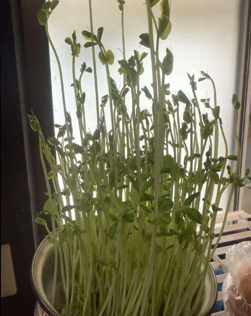 バッドボーイズ清人、豆苗に対し「シンプルに水だけで、こんなに 伸びて」と栄養素に疑問視？