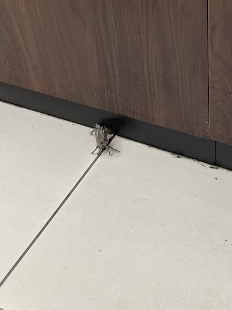 あのメダリストが帰国後のコンビニでカニに遭遇！？