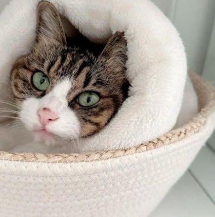 鈴木奈々が愛猫を披露💓「キュートすぎる」と大反響🌟