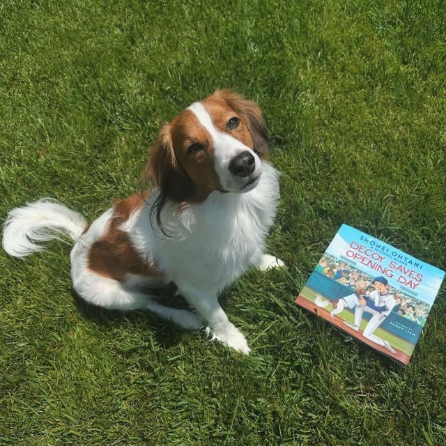 MLB公式が発表、「大谷翔平×デコピン絵本化」愛と絆の物語がついに書籍に