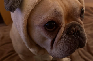 「停止ボタン押された!?」秋本愛、可愛すぎる愛犬ショットにファン悶絶！