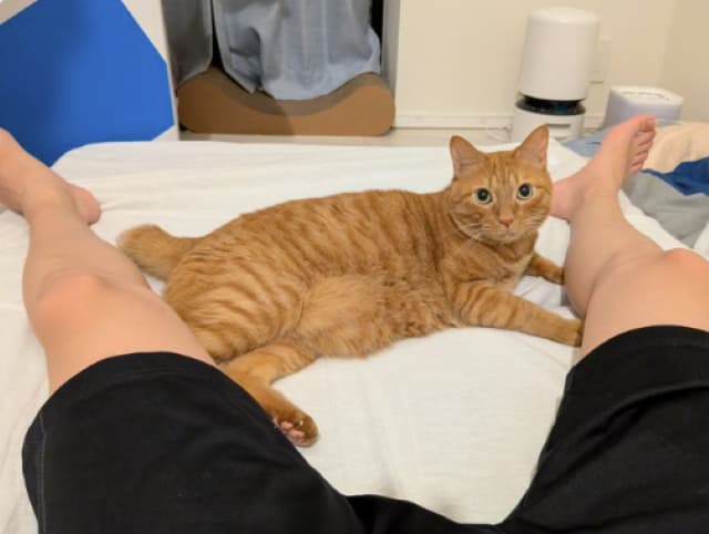 「ベッドの真ん中を陣取られることが増えてきた」松丸亮吾が愛猫の可愛い様子をシェア