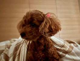 三田寛子、愛犬とバレンタイン前の内緒話「誰が1番多く持ち帰るかしら？」