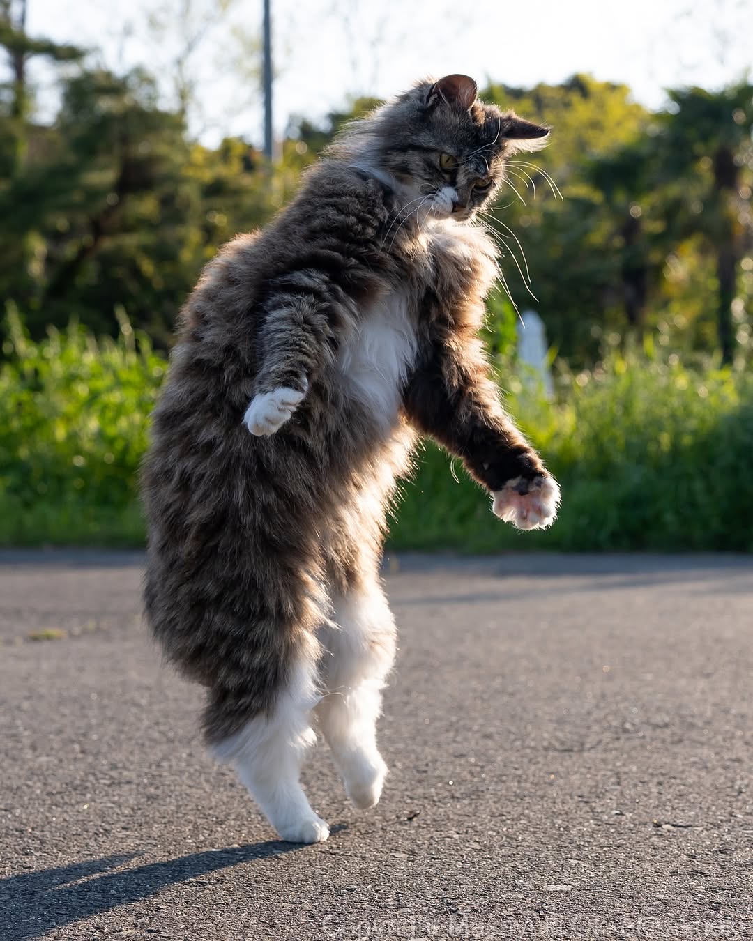 沖昌之「すごいバランスで立ってる！」猫の決定的瞬間が話題