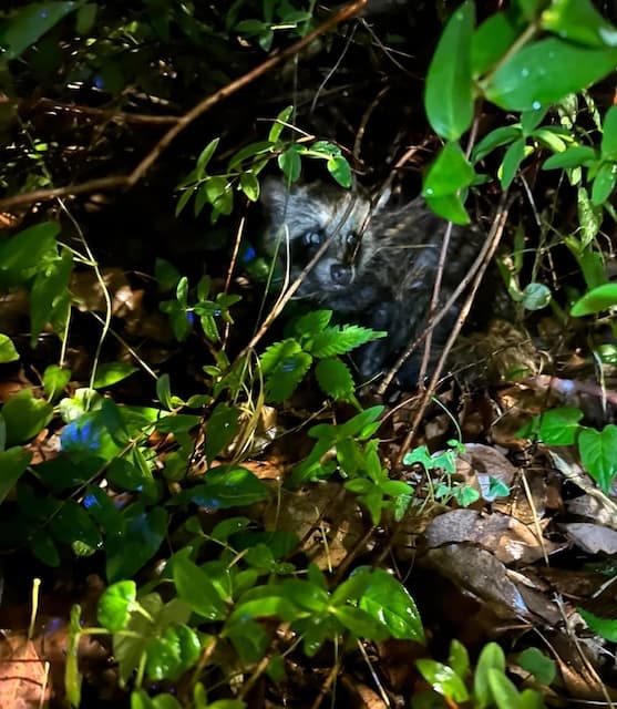 「猫かと思ったら…」人気タレントが遭遇したのは子たぬき？？