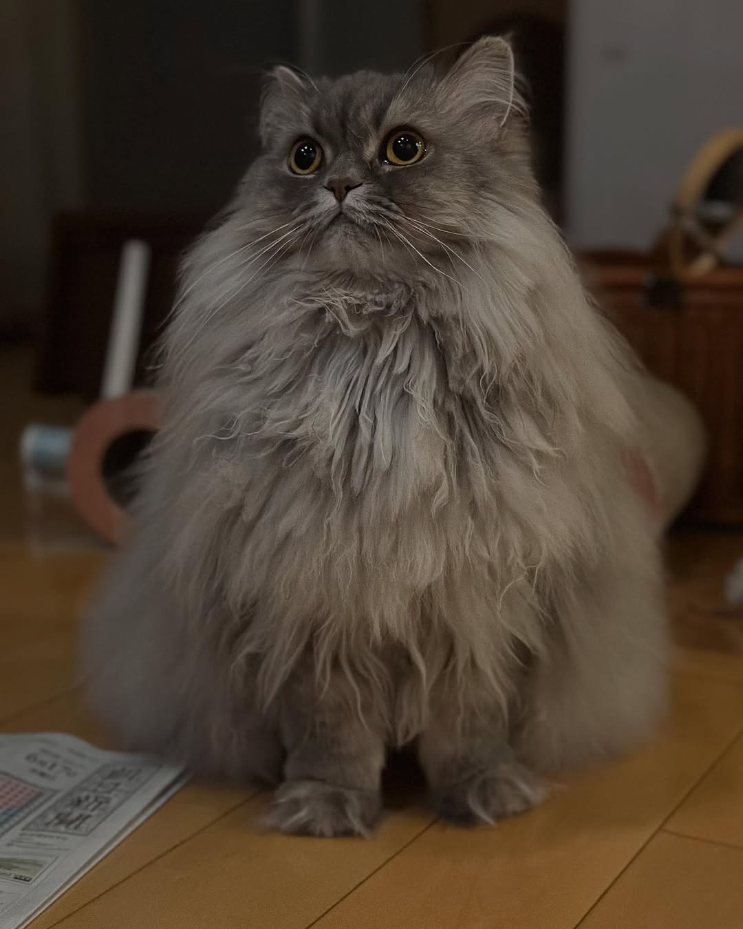 「美しい立ち姿に惚れぼれ」中川剛、愛猫・マルちゃんの最新ショットにファン悶絶