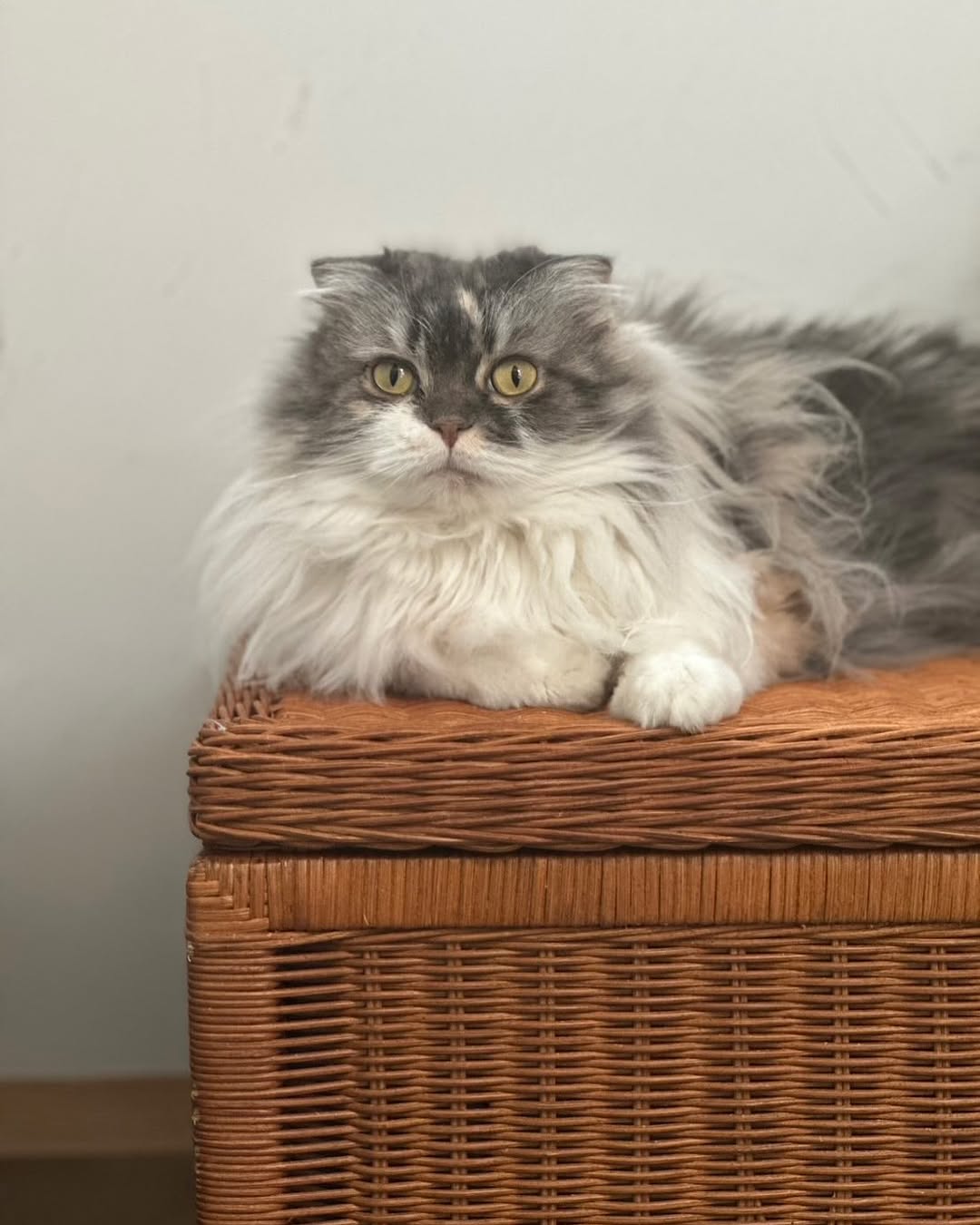 「写真が嫌だったのかな...」シャッター直前に目を閉じてしまった愛猫が可愛いすぎると話題に