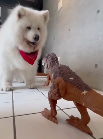 犬VS恐竜！？ つるの 剛士の愛犬がまさかの対決